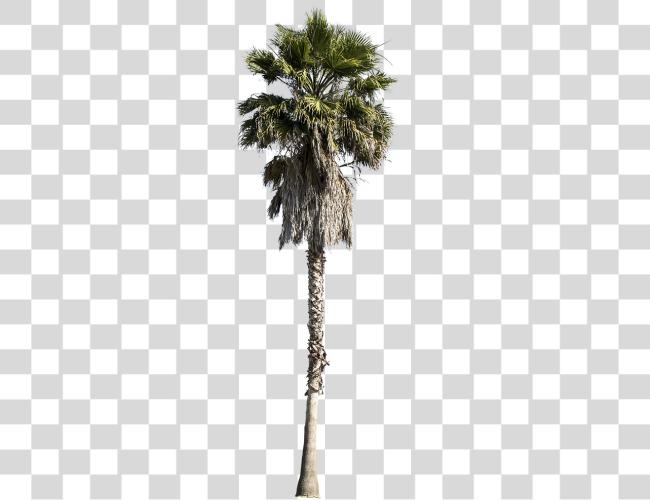 下载 Cutout Trees Cut 出 Palm Tree Clip 艺术