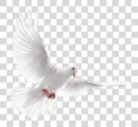 Download News blanco Dove pájaro PNG file