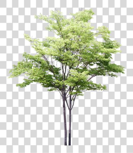 Download Sketchy Trees For Photoshop PNG file