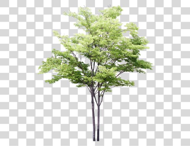 Download Sketchy Trees para Photoshop Clip arte