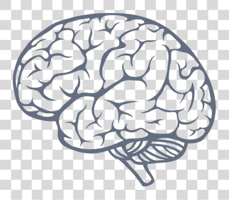 Download Brain Image Brain Side View Vector PNG file