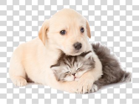 Download Puppy And Kitten Cat And Dog PNG file