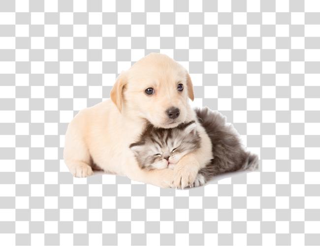 Download Puppy And Kitten Cat And Dog Clip Art