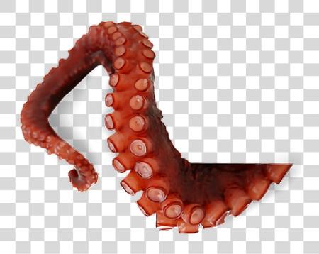 下载 Octopus Tentacles Picture Octopus Tentacles PNG file