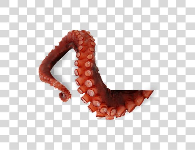 تحميل Octopus مجسات Picture Octopus مجسات مقطوعة فن