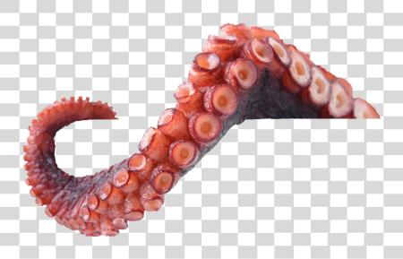 Download Octopus Tentacles Photo Tentacles PNG file