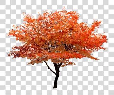 下载 Maple Tree PNG file