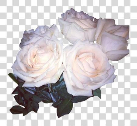 Download blanco estético Flowers blanco rosas Tumblr PNG file