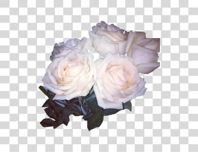 Download White Aesthetic Flowers White Roses Tumblr Clip Art