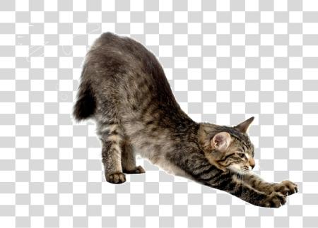 Download Yoga gatos gato Stretch delantero vista PNG file