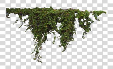 下载 Ivy Vine Hanging Ivy PNG file