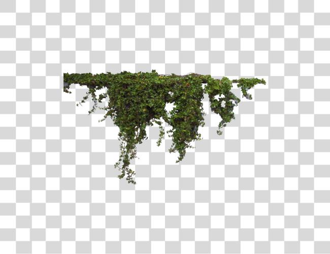 Download Ivy Vine Hanging Ivy Clip arte