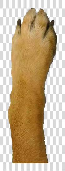 Download Were Converted de Webp a perro Leg PNG file