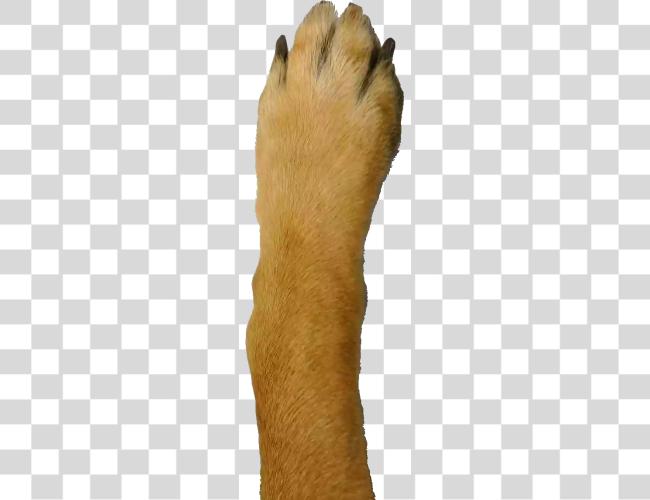 Download Were Converted de Webp a perro Leg Clip arte