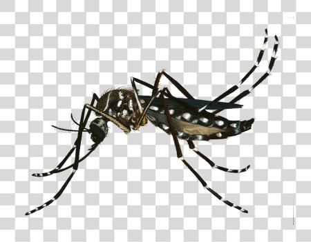 下载 橫幅 Freeuse Image Mosquito Aedes Aegypti PNG file