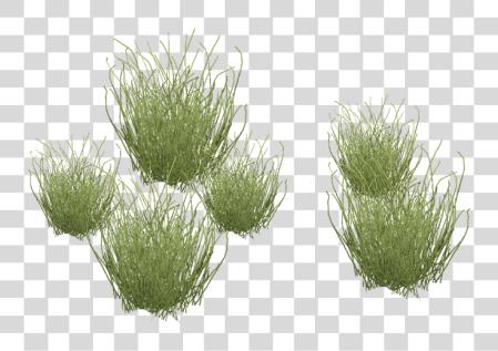 下载 Desert Grass Desert Grass Plants PNG file