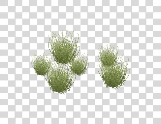 Download Desert Grass Desert Grass Plants Clip Art