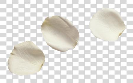 Download White Flower Petals White Rose Petals PNG file