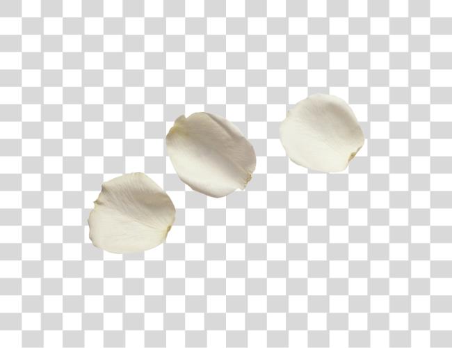 Download White Flower Petals White Rose Petals Clip Art