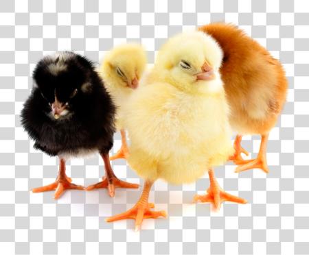 Download Chicks Day Old Chicks PNG file