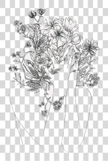 Download Etching Drawing Chrysanthemum Aesthetic Flower Simple Drawing PNG file