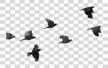 Download Bird Flying Twenty One Pilots Birds PNG file