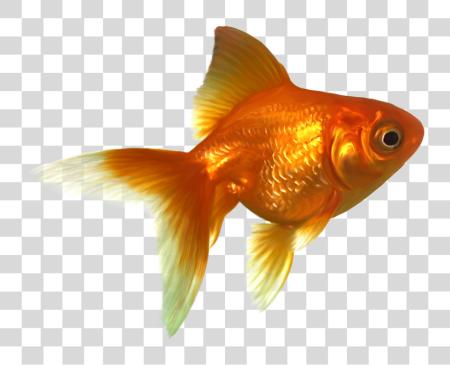 Download Goldfish Gold Fish PNG file