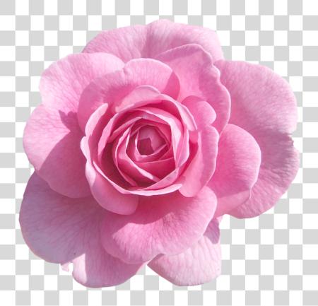 下载 粉红色 Rose 粉红色 玫瑰 光 粉红色 Rose 粉红色 Flowers 粉红色 花 與 PNG file