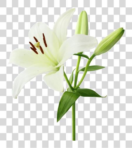 Download Lily Floral White Lily Flower PNG file