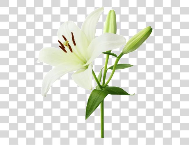 Download Lily Floral White Lily Flower Clip Art