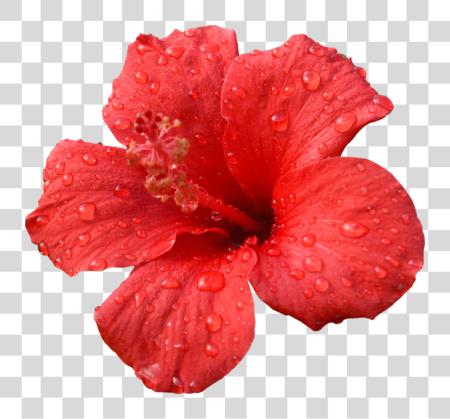 Download Hibiscus Psd rojo Hibiscus flor PNG file