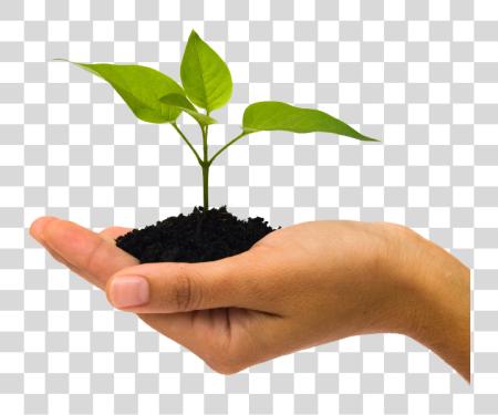 Download Soil In Hand Plant In Hand PNG file