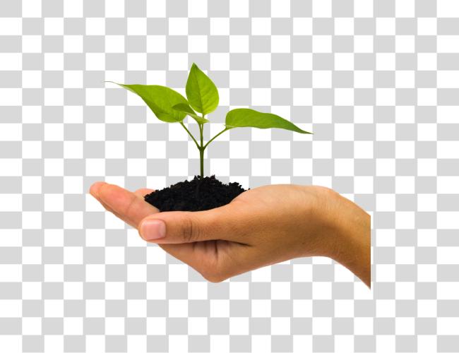 Download Soil In Hand Plant In Hand Clip Art