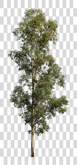 下载 Eucalyptus Globulus Ii Eucalyptus Tree Cutout PNG file