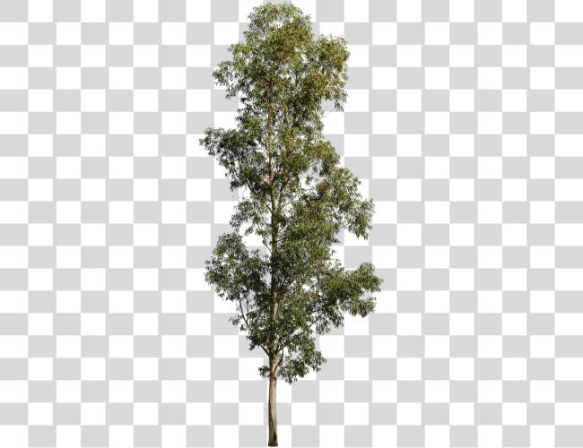 تحميل Eucalyptus Globulus Ii Eucalyptus شجرة Cutout مقطوعة فن