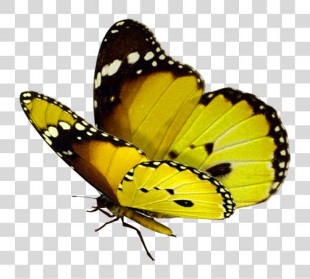 Download Beautiful Butterfly Butterfly Flying PNG file