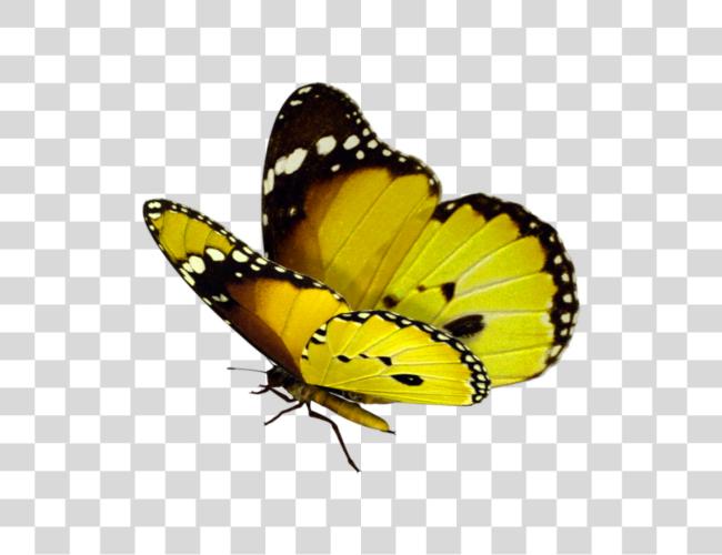 Download Beautiful Butterfly Butterfly Flying Clip Art