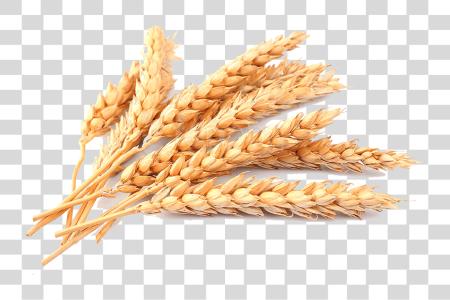 Download Wheat Wheat PNG file