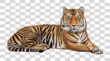 下载 Tiger Pic Source Tiger 與 PNG file