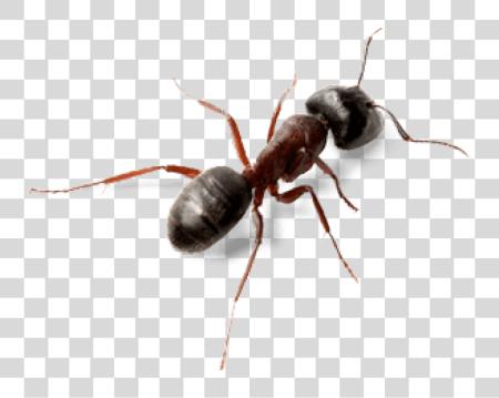 Download Ant arriba vista Carpenter Ants Vs Acrobat Ants PNG file