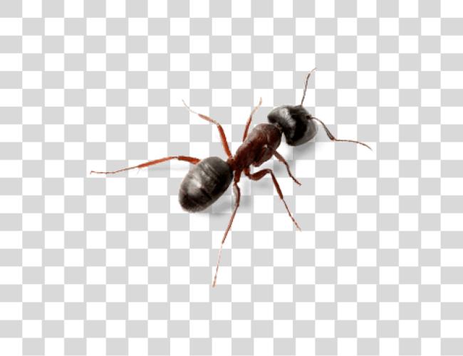 تحميل Ant أعلى عرض Carpenter Ants Vs Acrobat Ants مقطوعة فن