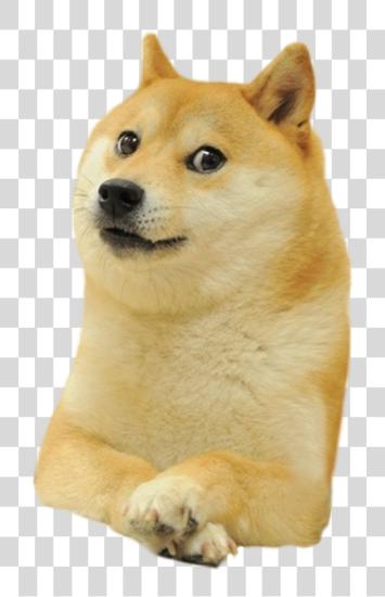 Download Shiba Deal Inu Doge él/ella/ello Dogecoin Warcraft Doge Meme PNG file