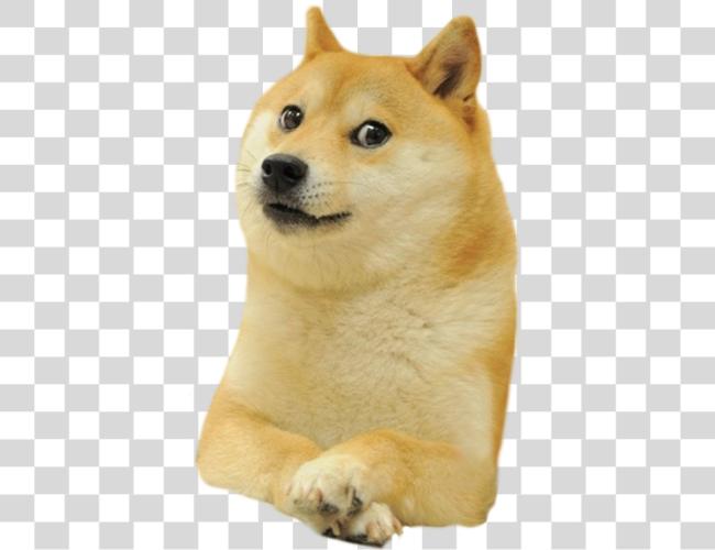 Download Shiba Deal Inu Doge It Dogecoin Warcraft Doge Meme Clip Art