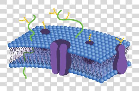 Download Cell Membrane Cell Membrane Not Labeled PNG file