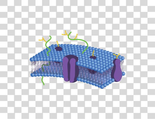 Download Cell Membrane Cell Membrane Not Labeled Clip arte