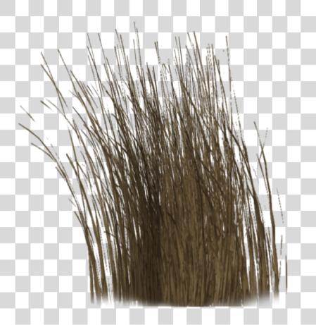 Download Dry Grass Long Dry Grass PNG file