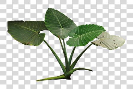 Download Colocasia Gigantea Rain Forest Plant By Tropical Rainforest Plants PNG file