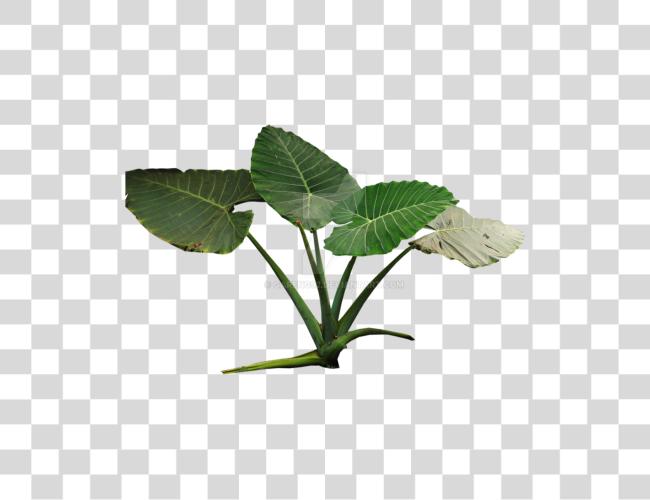 Download Colocasia Gigantea Rain Forest Plant By Tropical Rainforest Plants Clip Art