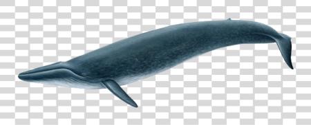 下载 真实 蓝色 Whale PNG file