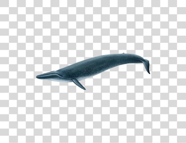 Download Real Blue Whale Clip Art